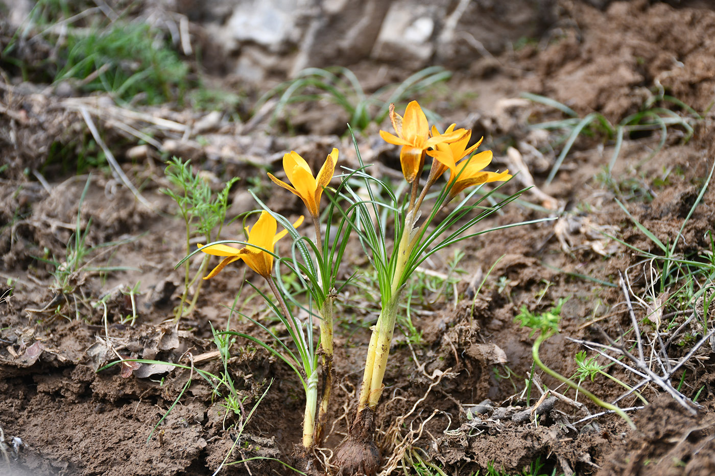 Image of Crocus korolkowii specimen.