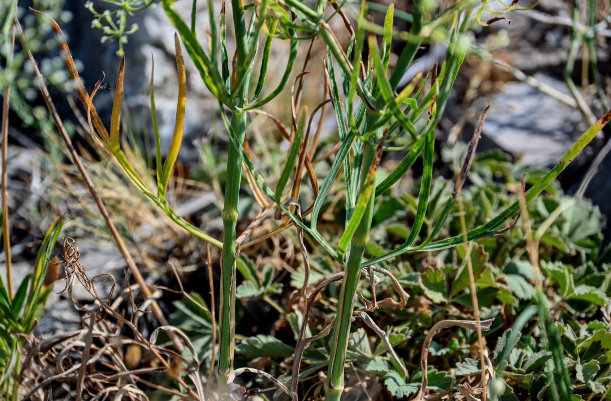 Изображение особи Falcaria vulgaris.