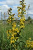 Solidago virgaurea. Верхушка цветущего растения. Беларусь, Витебская обл., окр. пос. Езерище, выкашиваемый суходольный луг. 03.08.2023.