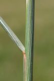 Image of taxon representative. Author is Павел Евсеенков