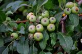 genus Malus. Часть ветви с незрелыми плодами. Оренбургская обл., г. Орск, в культуре. 03.07.2023.