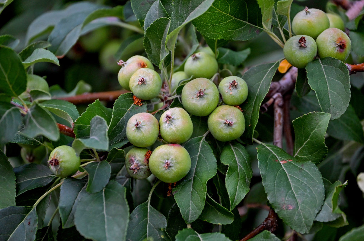 Изображение особи род Malus.