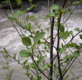 Alnus glutinosa. Часть веточки. Абхазия, Гудаутский р-н, Рицинский реликтовый национальный парк, долина р. Юпшара, каменистый берег. 13.04.2024.