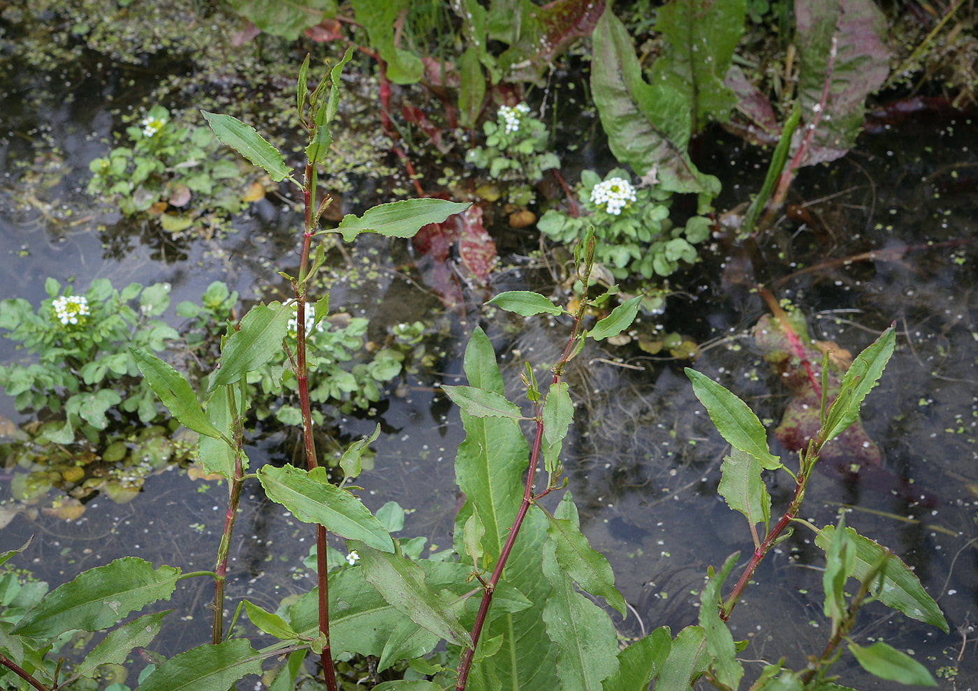 Image of genus Rumex specimen.