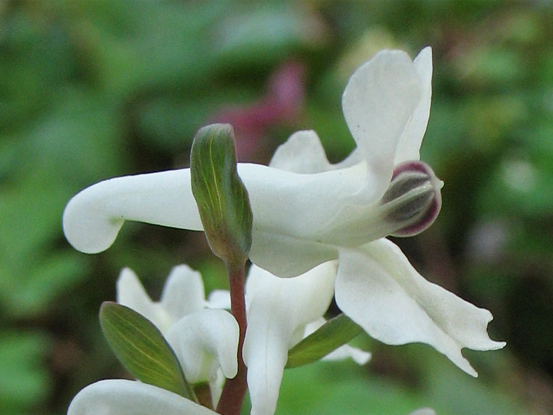 Image of Corydalis cava specimen.