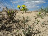 Senecio noeanus