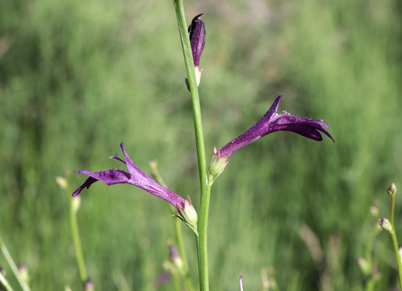 Image of Dodartia orientalis specimen.