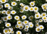 Anthemis ruthenica