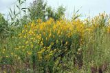 Genista tinctoria