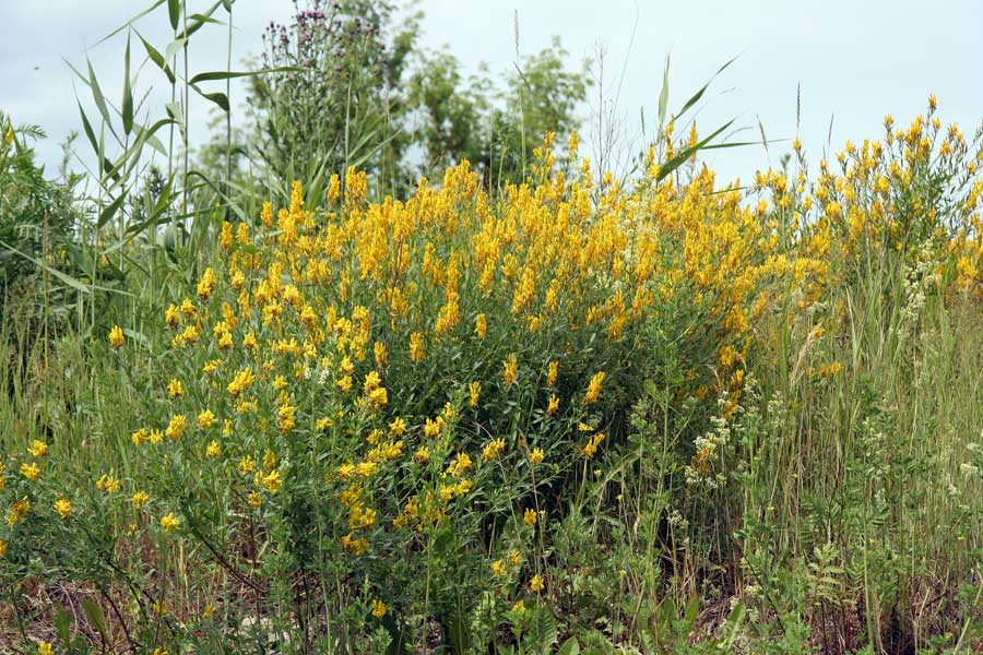 Image of Genista tinctoria specimen.