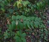 Polygonatum multiflorum