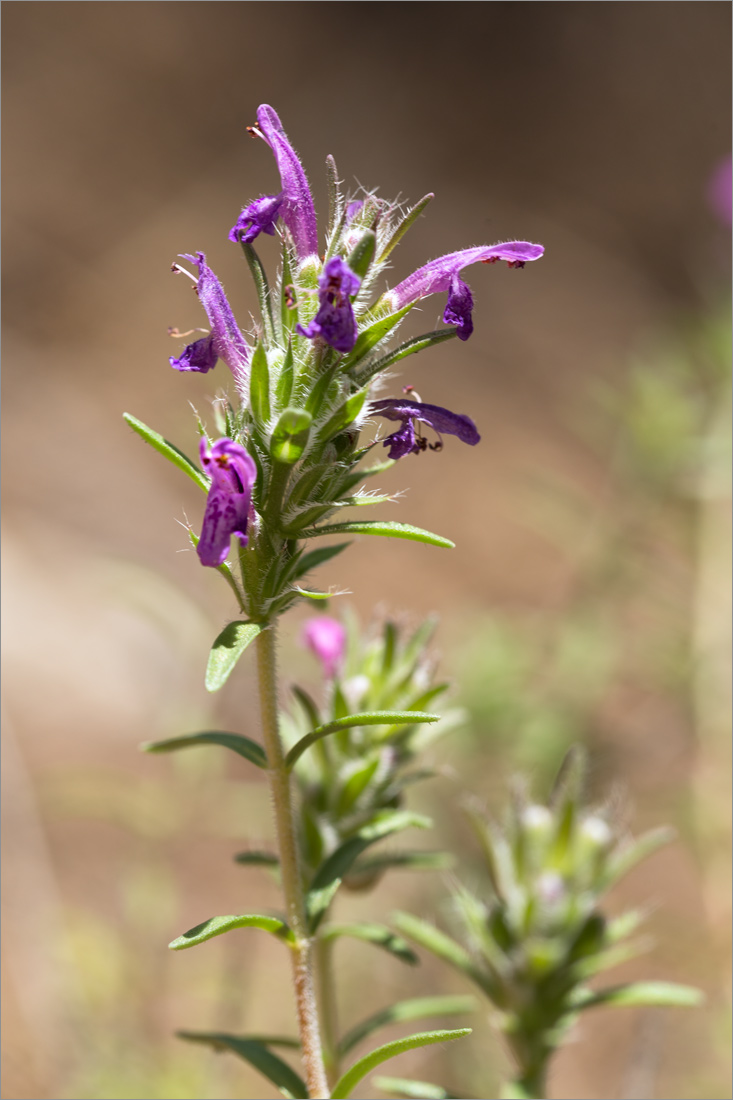 Image of Thymbra spicata specimen.