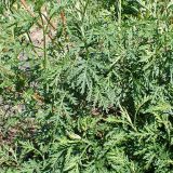 Artemisia gmelinii