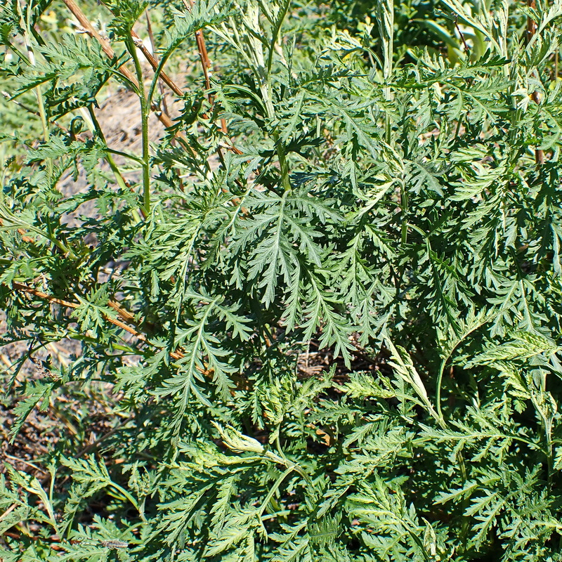 Изображение особи Artemisia gmelinii.