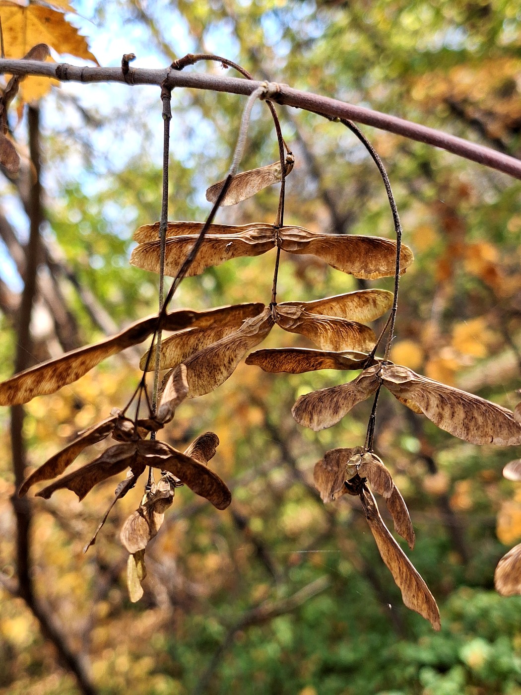 Image of Acer barbinerve specimen.