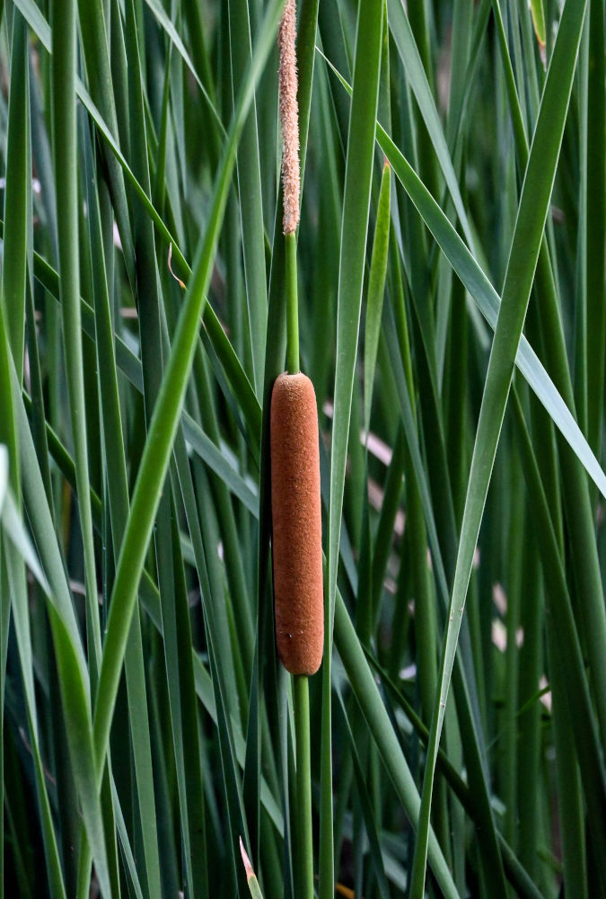 Image of Typha angustifolia specimen.