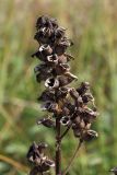 Pedicularis palustris