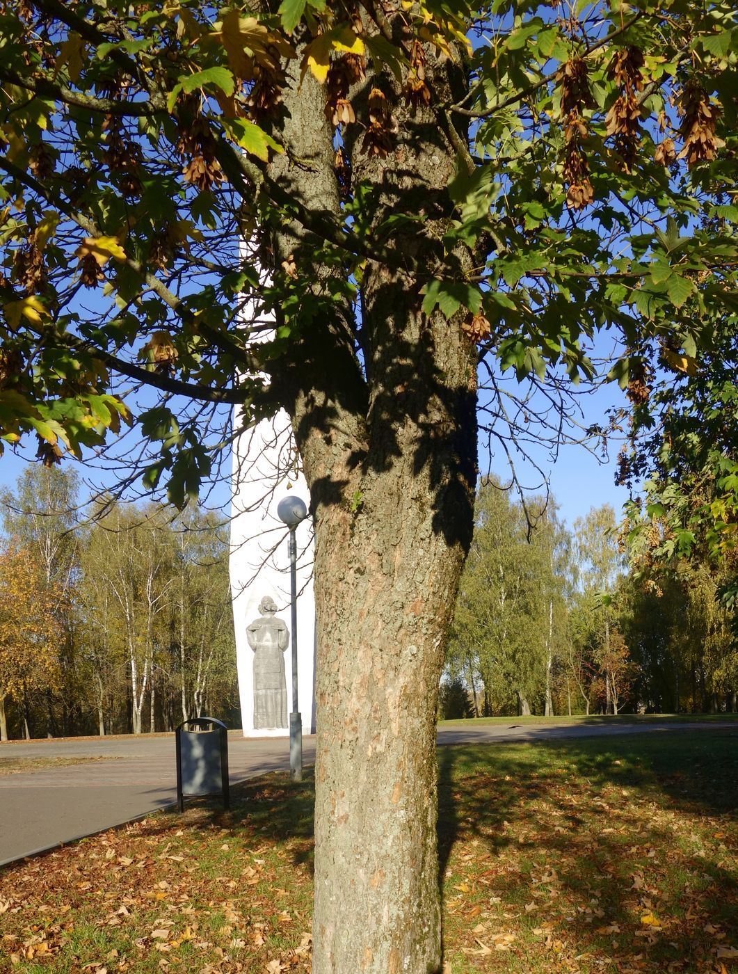 Image of Acer pseudoplatanus specimen.