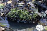 Brachythecium rivulare