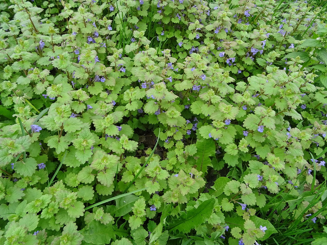 Изображение особи Glechoma hederacea.