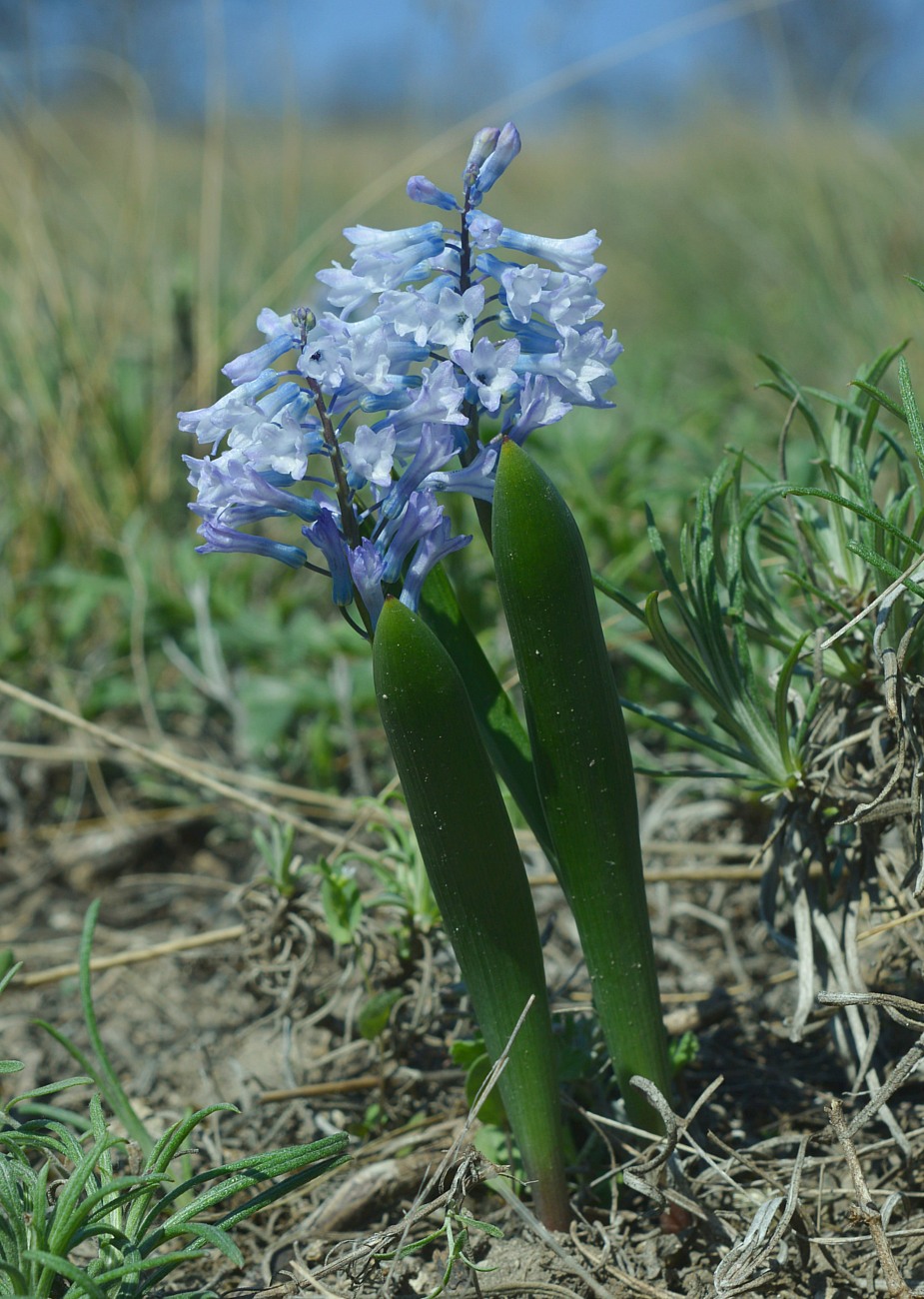 Image of Hyacinthella pallasiana specimen.