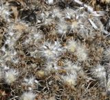Atractylis cancellata