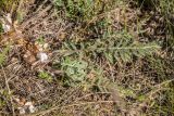 Astragalus dolichophyllus