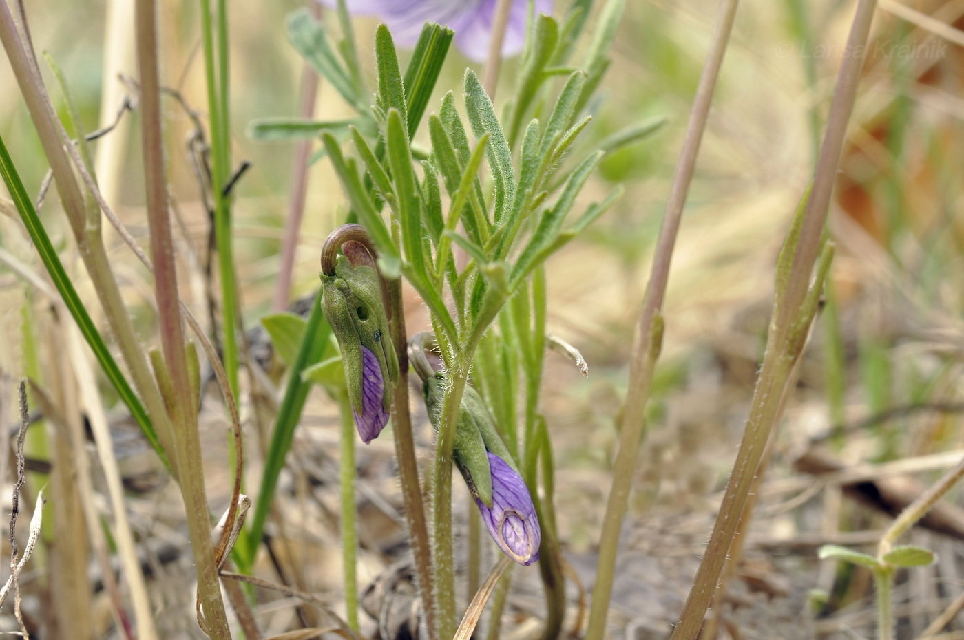 Image of Viola dissecta specimen.