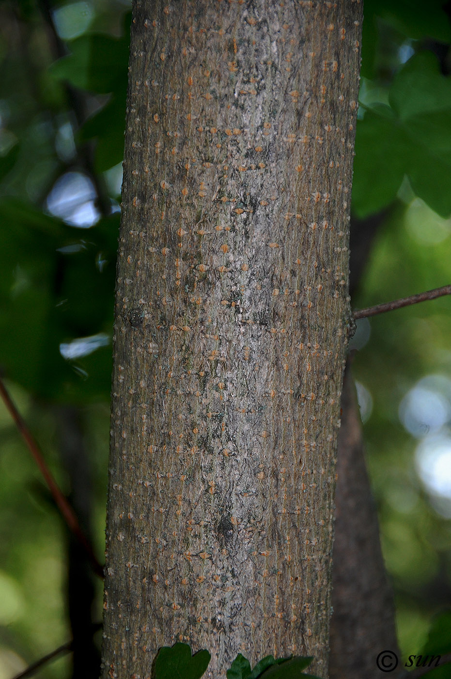 Image of Acer campestre specimen.