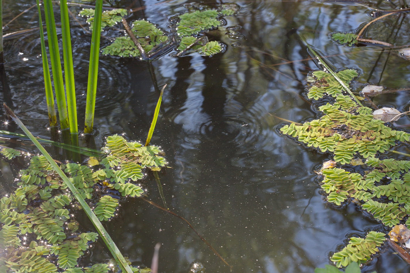 Image of Salvinia natans specimen.