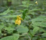 Impatiens noli-tangere