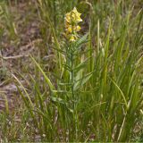 род Linaria