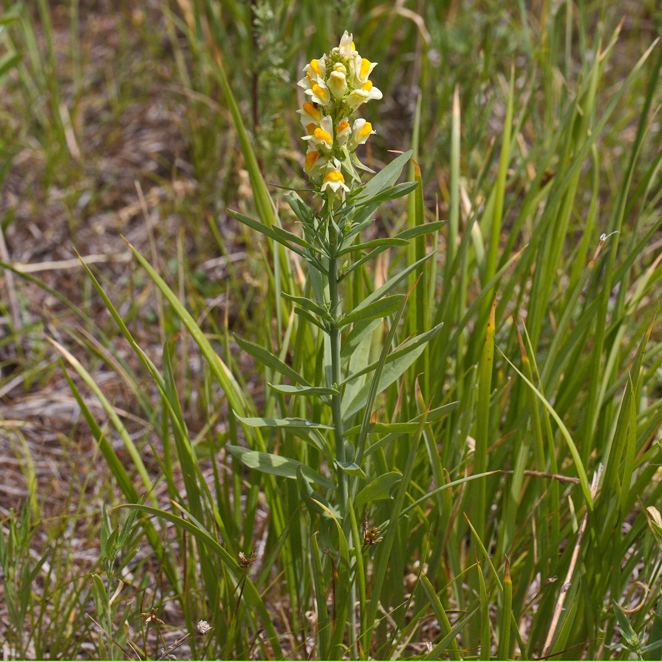 Image of genus Linaria specimen.