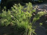 Poa bulbosa ssp. vivipara