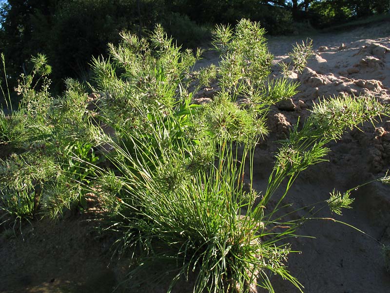 Image of Poa bulbosa ssp. vivipara specimen.