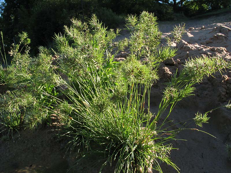 Изображение особи Poa bulbosa ssp. vivipara.