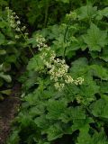View full-size image Heuchera villosa