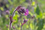 Melandrium dioicum