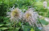 genus Pulsatilla. Соплодия. Карачаево-Черкесия, Зеленчукский р-н, окр. пос. Архыз, высокотравный субальпийский луг. 22.07.2025.