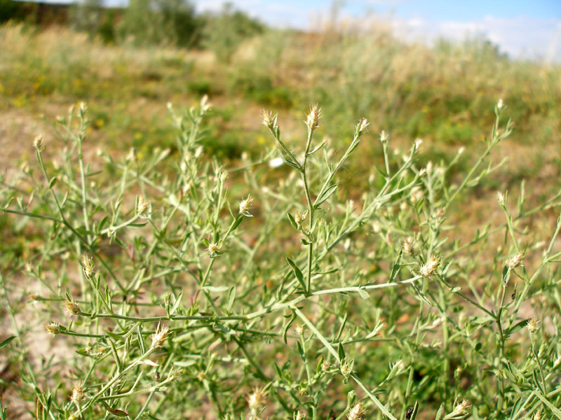 Изображение особи Centaurea diffusa.