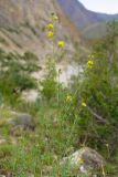 genus Medicago