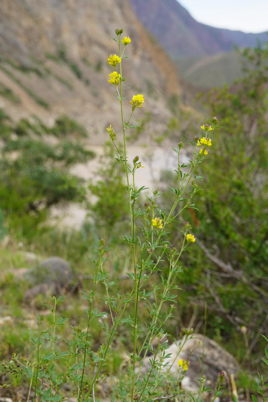 Изображение особи род Medicago.