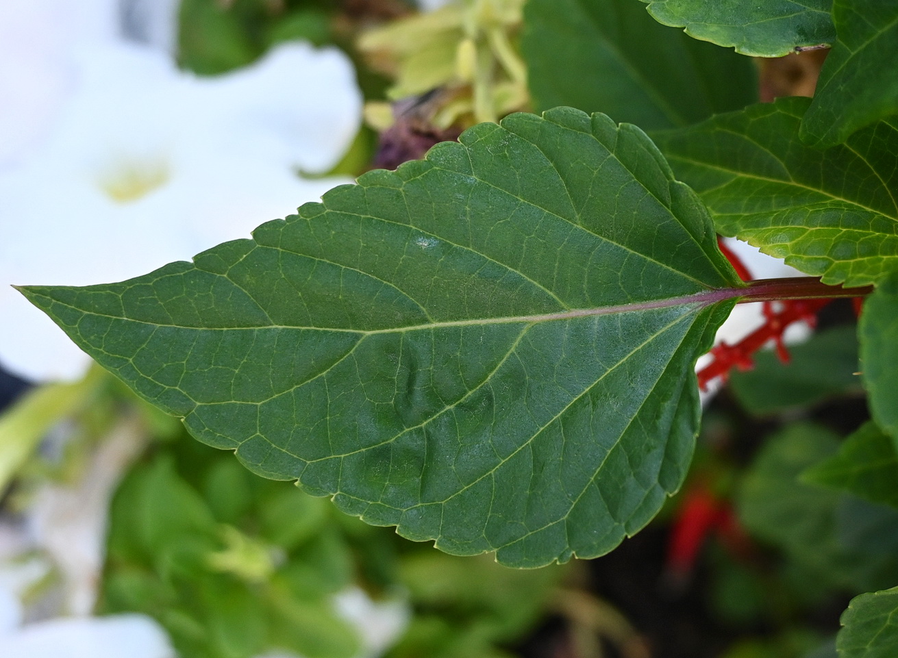 Image of Salvia splendens specimen.