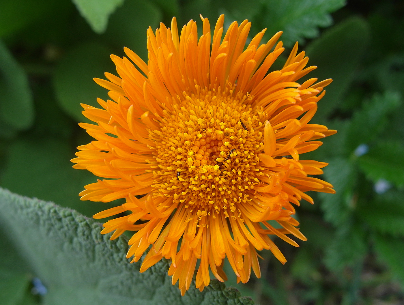 Изображение особи Erigeron aurantiacus.