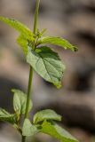 Scrophularia nodosa. Пазушный побег с развивающимся соцветием. Карелия, Прионежский р-н, окр. г. Петрозаводск, каменистый берег. 22.08.2025.