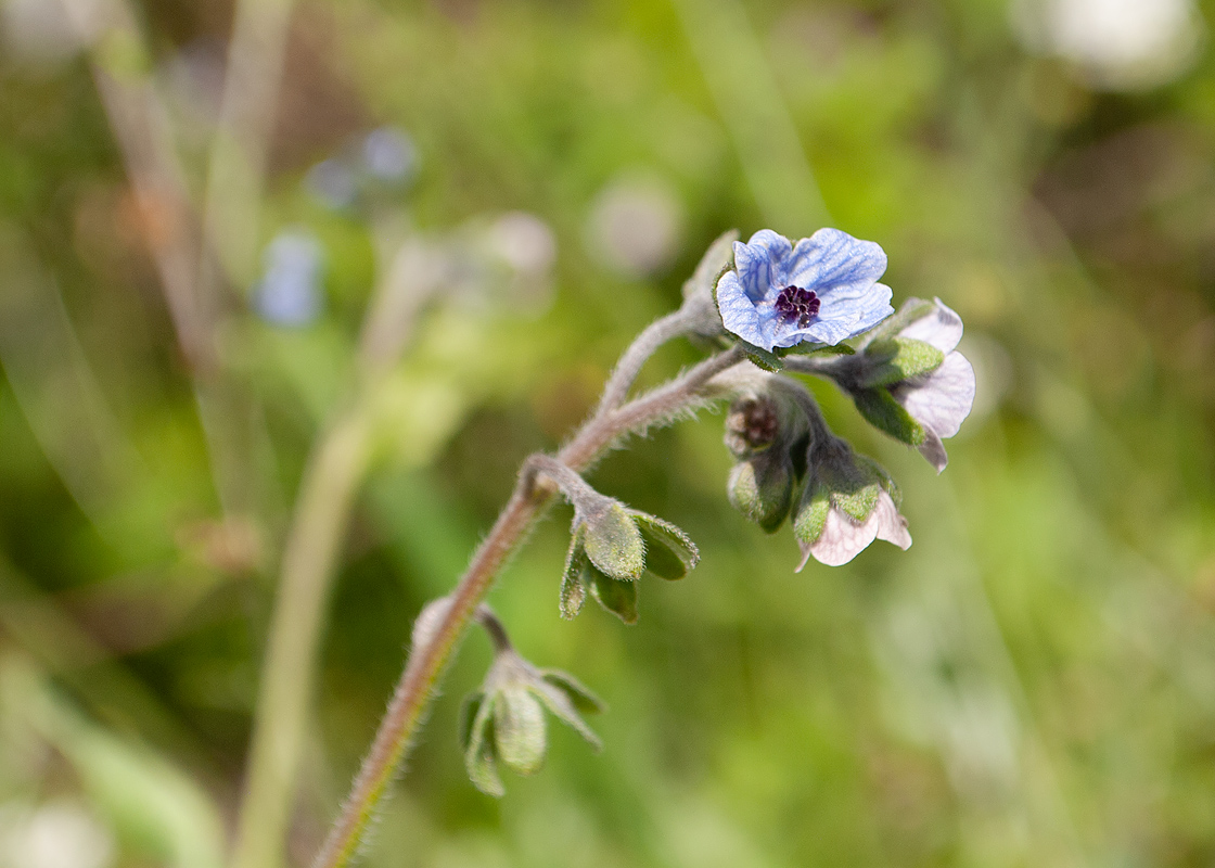 Изображение особи Cynoglossum creticum.
