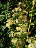 Hylotelephium pallescens
