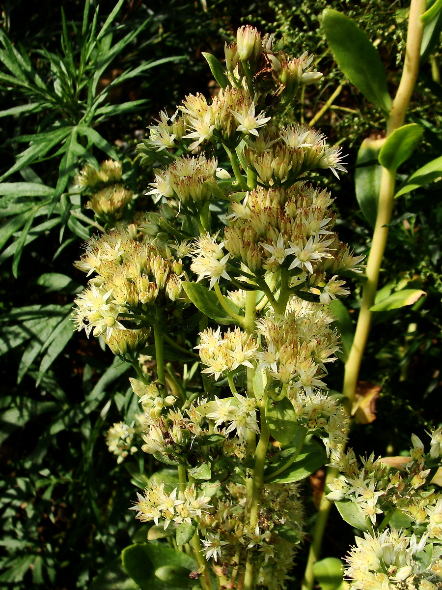 Изображение особи Hylotelephium pallescens.
