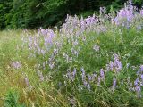 Vicia elegans