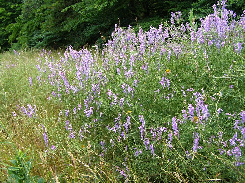 Image of Vicia elegans specimen.